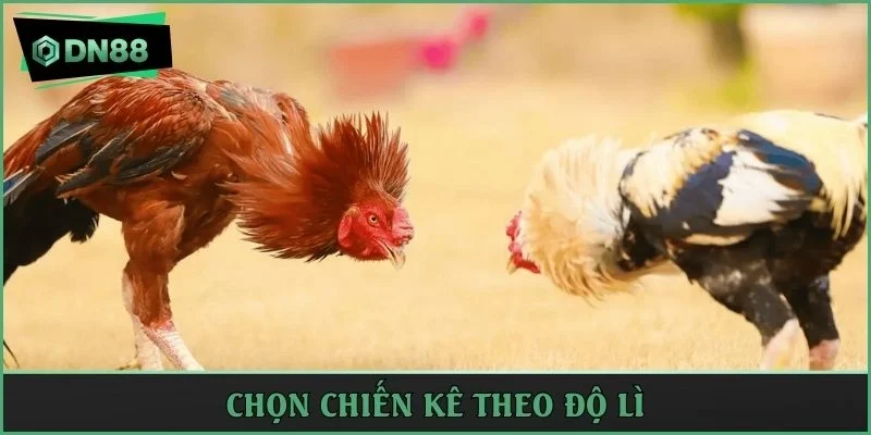 Chọn chiến kê theo độ lì